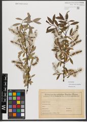 Foto von Salix triandra subsp. discolor (W. D. J. Koch) Arcang.